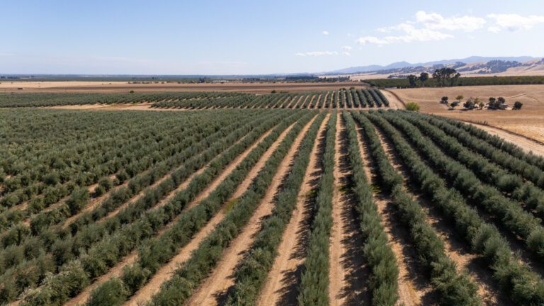 Cobram Estate Groves