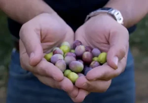 Hands holding olives